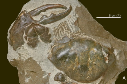 El crustáceo extinto cuenta con la garra de cangrejo fosilizada más grande jamás vista.