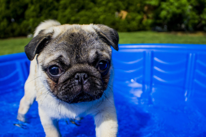 Mejores piscinas para perros según su relación calidad-precio