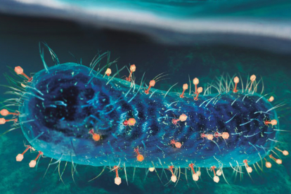 Cada día, una legión de virus fagos –en la imagen, las partículas de color naranja– eliminan hasta el 40 % de las bacterias que viven en la superficie oceánica, lo que mantiene a raya sus poblaciones.