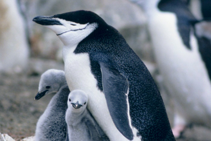 El pingüino barbijo (Pygoscelis antarcticus). Créditos: Wikipedia