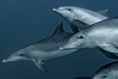 Los delfines, como estos, que nadan cerca de Port St. Johns, en Sudáfrica, son animales sociables que suelen vivir en grupos familiares.