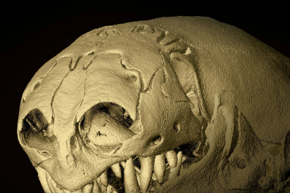 Anfisbenos, misteriosos reptiles subterráneos