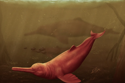 El delfín 'Pebanista Yacaruna' es el más grande jamás descubierto