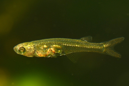 Un pez de 12 mm produce un sonido de 140 decibelios para comunicarse