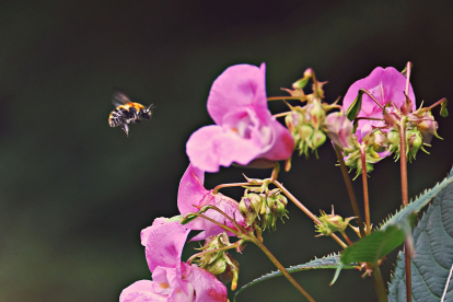 ¿Alguna vez te has preguntado qué pasaría si un abejorro cayera en un charco en un día lluvioso?