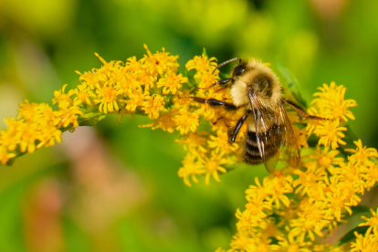 Las abejas pueden sobrevivir hasta una semana bajo agua