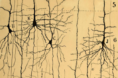 Estructura microscópica y funcionamiento del cerebro: diferentes tipos de células en la sexta y séptima capa de la corteza cerebral. Dibujo original sobre papel de Ramón y Cajal (1904).