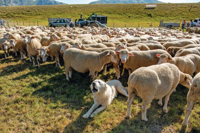 Los perros pastores guían y controlan el rebaño y, también, lo protegen.