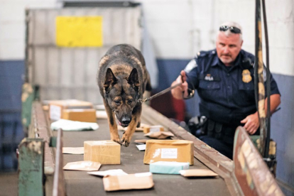 Los perros de detección son los que tienen el olfato más desarrollado para detectar
drogas, explosivos, personas, dinero...