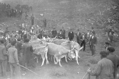 Elección de las vacas en una fotografía antigua