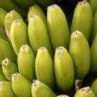 Plátanos, frutas climatéricas
