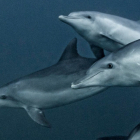 Los delfines, como estos, que nadan cerca de Port St. Johns, en Sudáfrica, son animales sociables que suelen vivir en grupos familiares.
