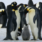El padre de pingüino