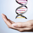 La molécula de ADN contiene la información genética de todos los seres vivos. Consiste en dos cadenas de compuestos químicos que se enrollan entre ellas para formar una estructura de doble hélice.