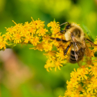 Las abejas pueden sobrevivir hasta una semana bajo agua