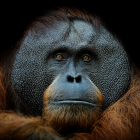 Observan a un orangután curándose una herida con plantas medicinales