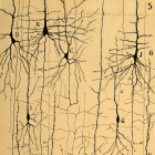 Estructura microscópica y funcionamiento del cerebro: diferentes tipos de células en la sexta y séptima capa de la corteza cerebral. Dibujo original sobre papel de Ramón y Cajal (1904).