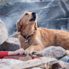 Los perros bombero están especialmente entrenados para el rescate de supervivientes de
accidentes, atentados y desastres.