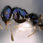 Descubren una rara especie de hormiga de color azul metálico