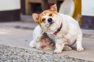 Para luchar contra las pulgas en perros es mucho más sencillo centrarse en la prevención. Cuando ya existe infestación las cosas se ponen más difíciles.