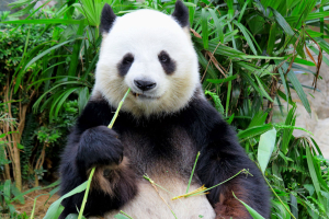 Curiosidades del oso panda: ¡te las mostramos!