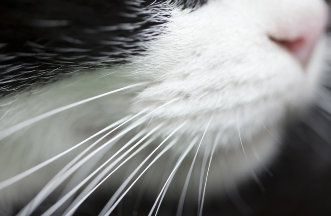 El olfato de los gatos: un sentido fundamental
