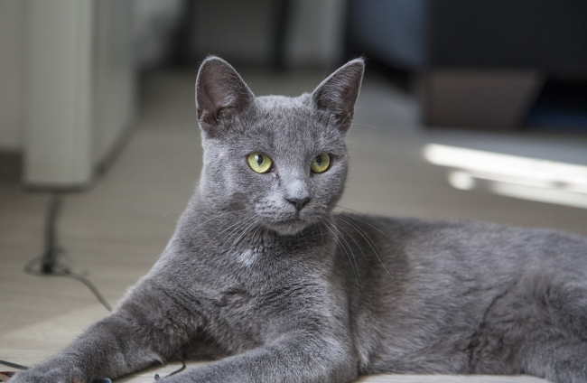 los gatos azules rusos son buenos para los perros