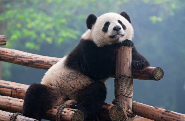 Diez curiosidades sobre el oso panda