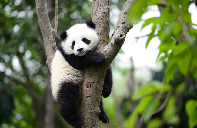 12 Curiosidades del Oso Panda que te van a encantar 🐼💕