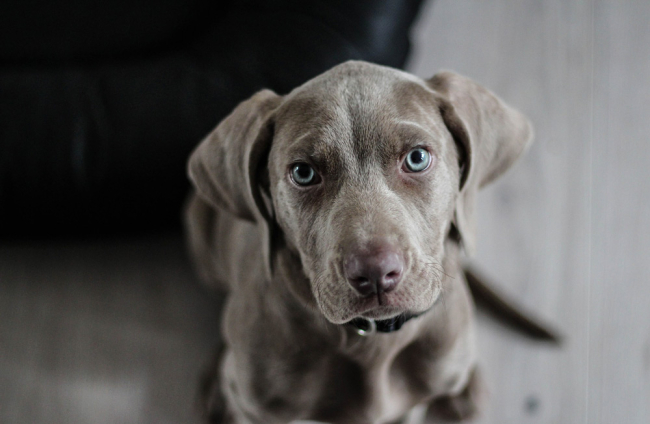 donde esta el cachorro en dolor fantasma