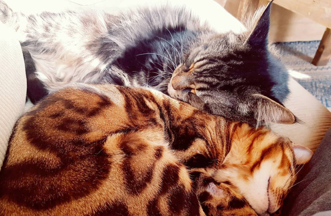 15 fotos que demuestran que los gatos no son tan ariscos