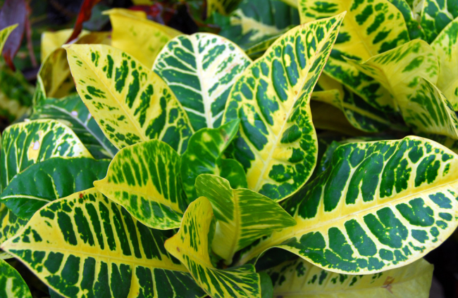 son las plantas cordyline venenosas para los perros