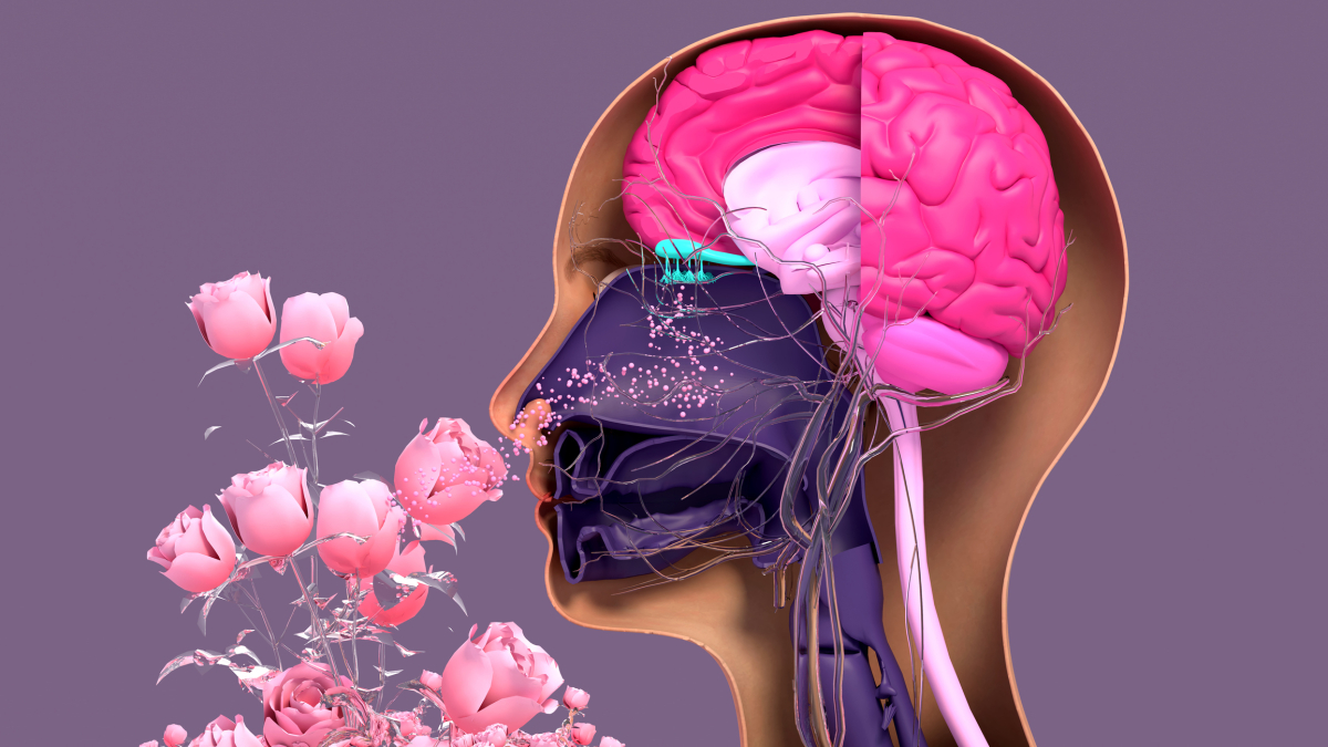 
        Entrenan a una inteligencia artificial para predecir olores sin necesidad del olfato humano
    