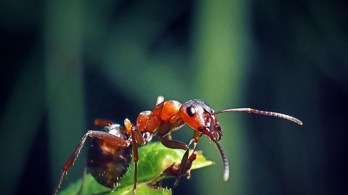 
        Tamaños imposibles: ¿por qué no pueden existir las hormigas gigantes?
    