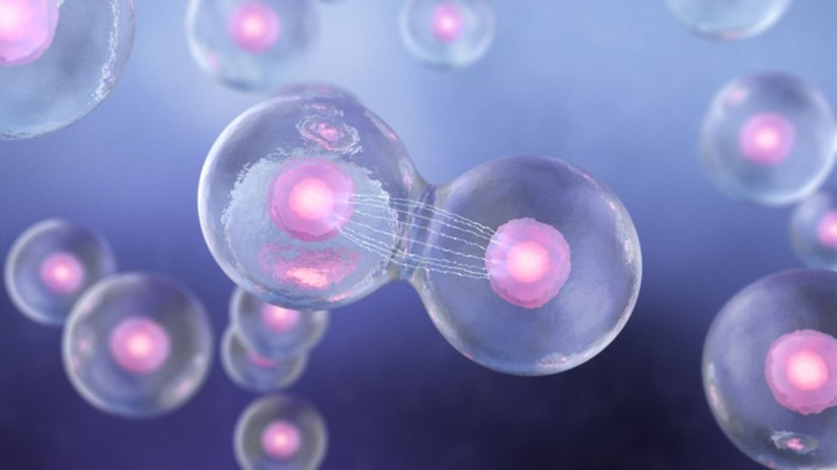 
        ¿Por qué tener solo algunas células con la mitad de cromosomas es crucial para la vida?
    
