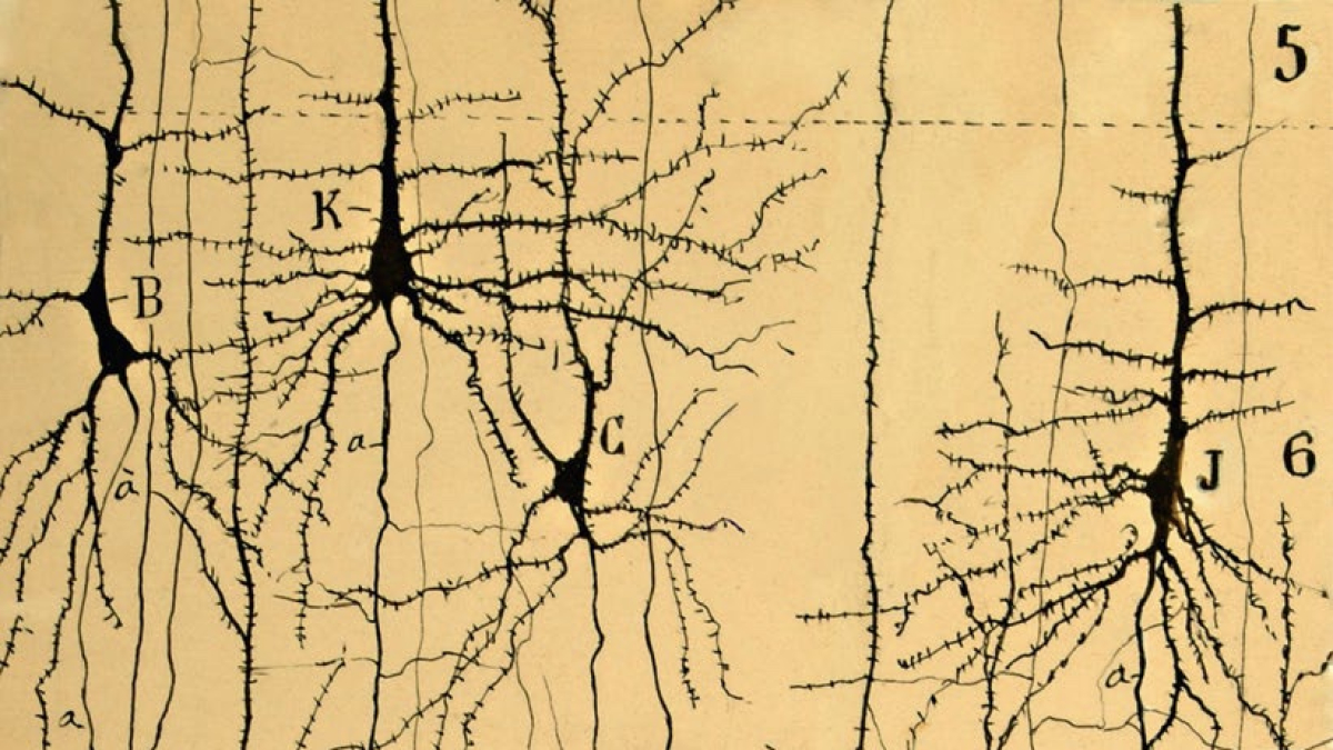 
        El arte y la ciencia: así aunó Ramón y Cajal sus dos grandes pasiones
    