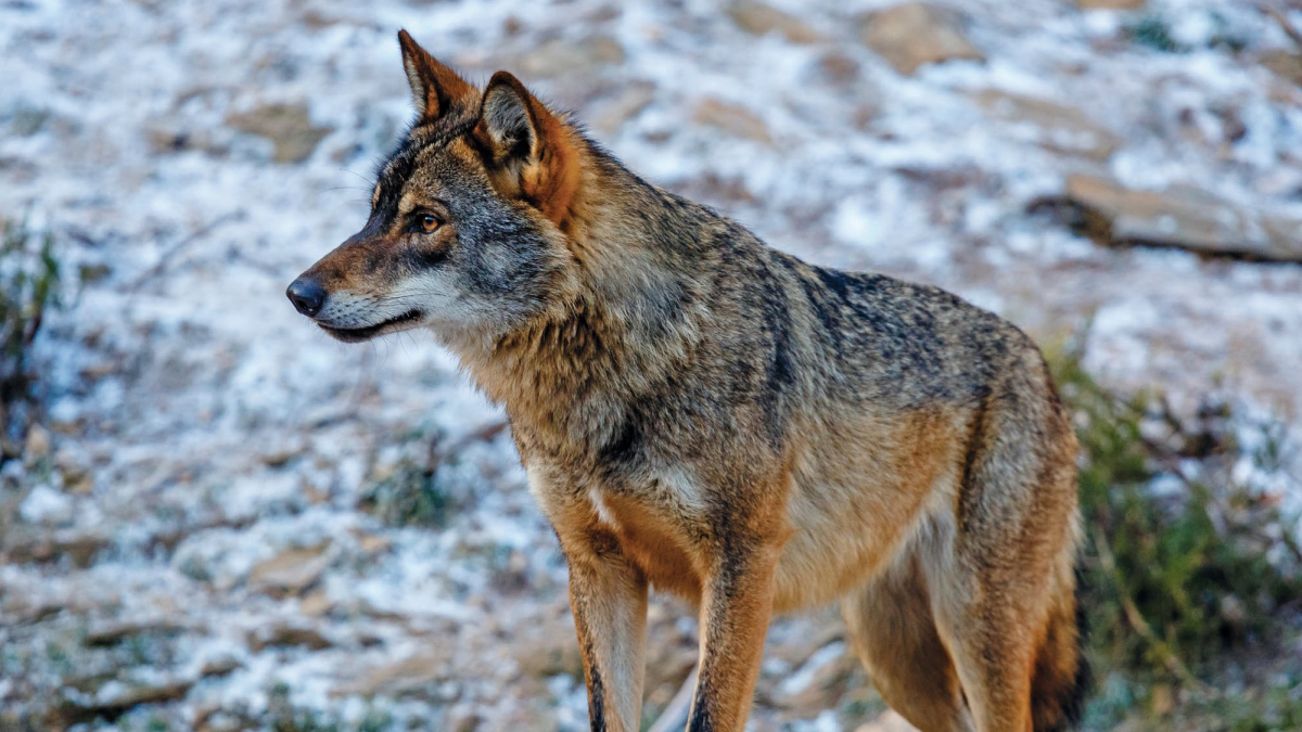 
        El gran lobo ibérico, mitos y realidades de un animal icónico en España
    