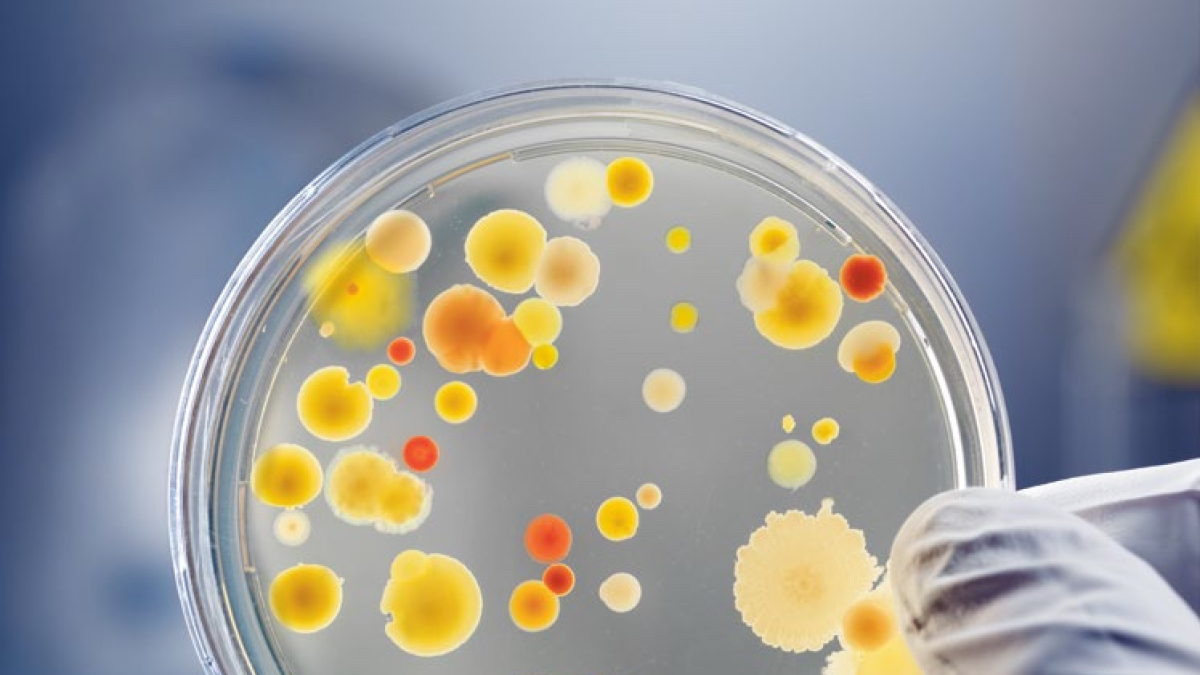 
        Bacterias: no todas son tan malas como las pintan
    