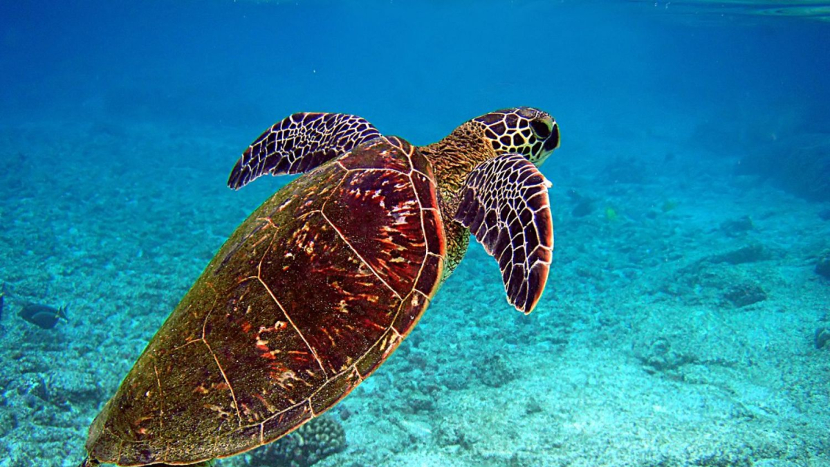
        Las tortugas pueden ser sensores de la radioactividad ambiental, según un estudio reciente
    