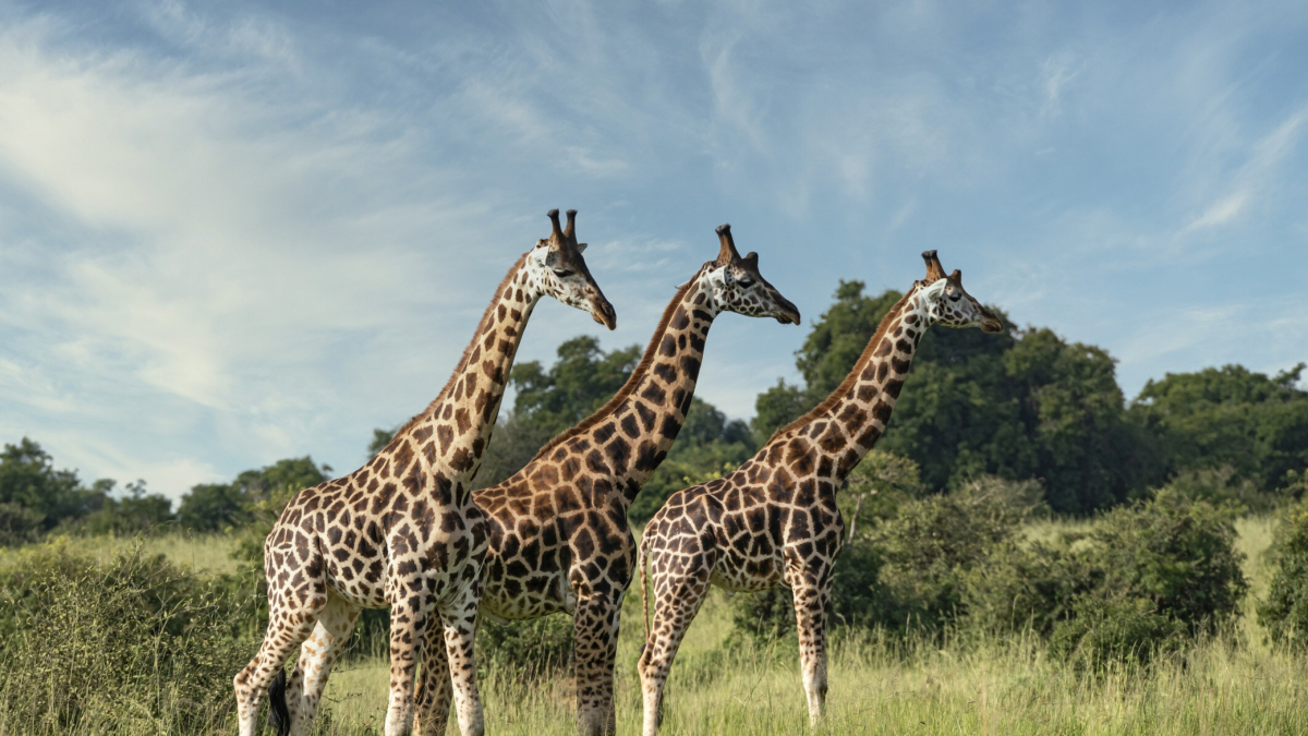 
        ¿Por qué tienen las jirafas el cuello tan largo? (descubre la razón)
    