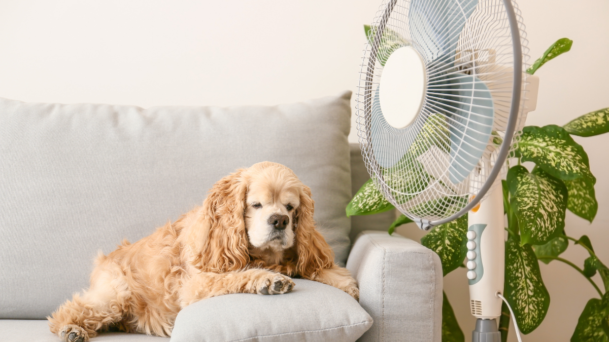 
        Combate el calor con uno de los mejores ventiladores silenciosos: ¡Ahora en mínimos históricos!
    