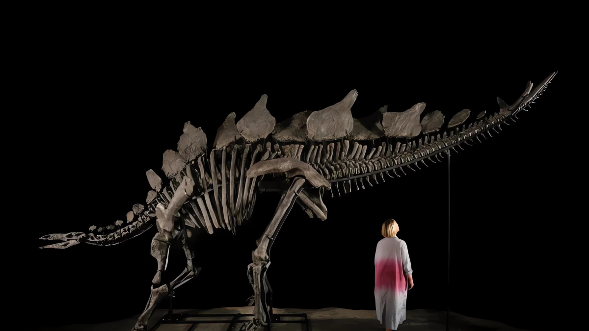 
        Seis millones de euros por el fósil de estegosaurio más grande y completo del mundo
    