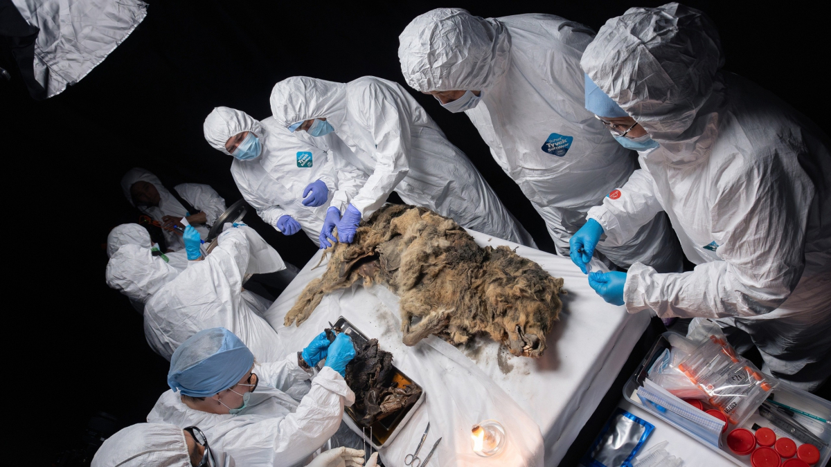 
        Descubren un lobo de hace 44.000 años en perfecto estado de conservación
    