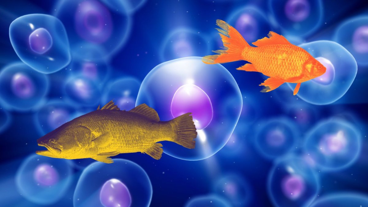 
                ¿Por qué los peces no tienen dos cabezas? Descubre el papel de los campos eléctricos
            