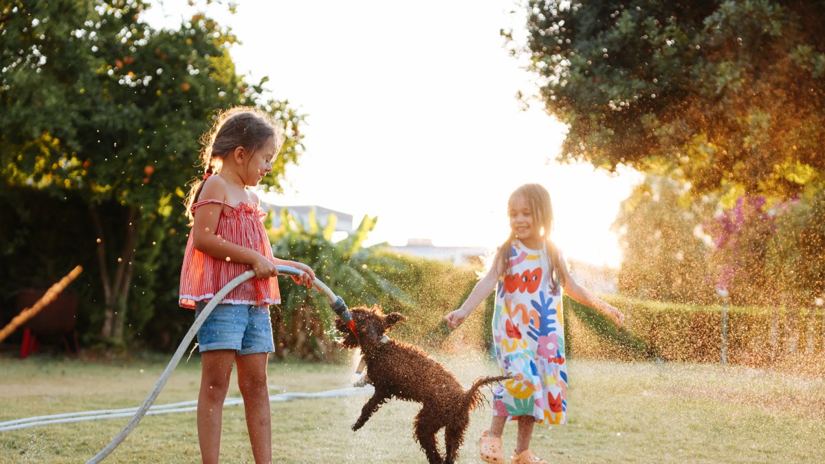 
                Verano con mascotas: la ciencia detrás de una hidratación y nutrición adecuadas para el calor
            