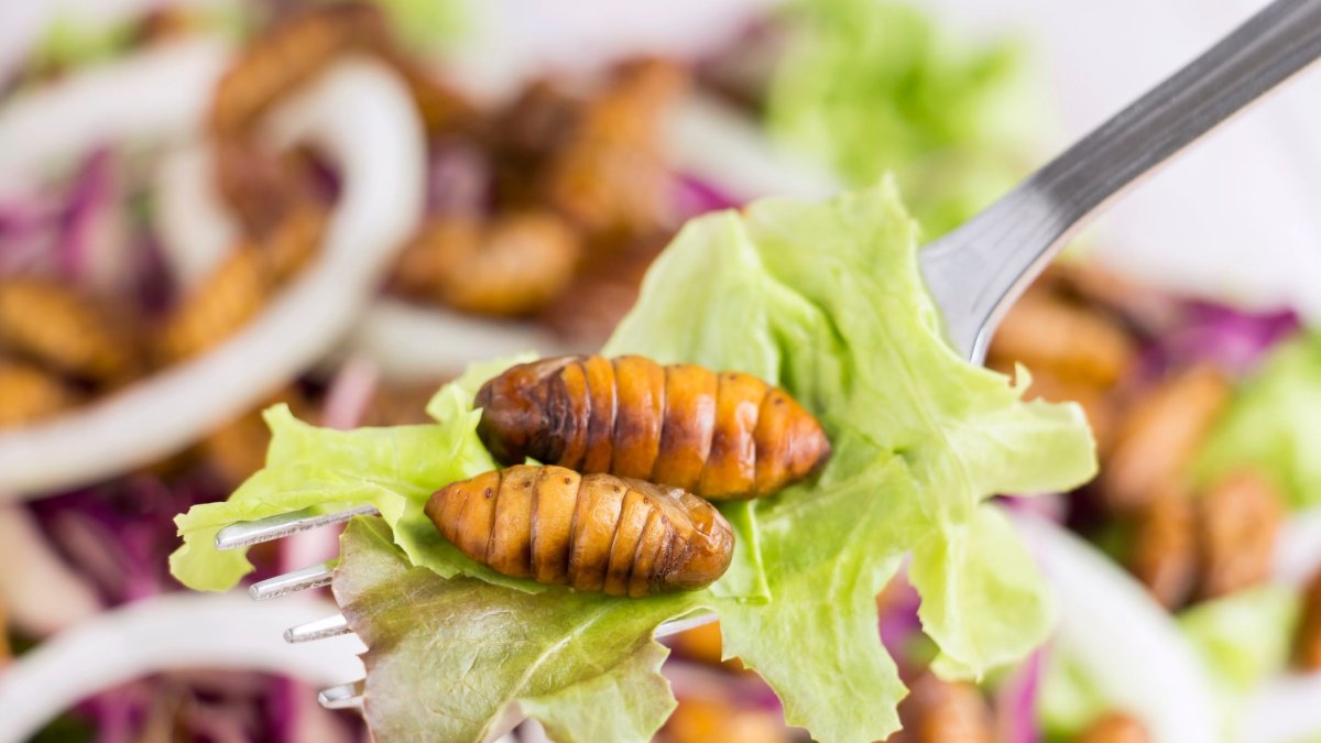 
                El futuro de la alimentación: ¿insectos en tu menú diario? Ventajas e inconvenientes
            