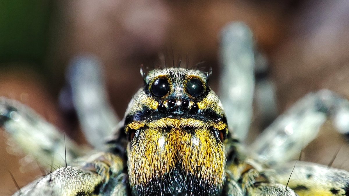 
                ¿Una araña me puede matar? Los casos de envenenamiento por arañas en España son extremadamente raros
            