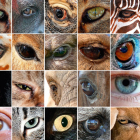 Imágenes de ojos de distintos animales.
