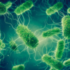 Bacterias patógenas de Salmonella - Recreación.