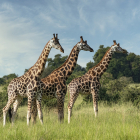 Warum haben Giraffen so lange Hälse? (Finden Sie den Grund heraus)